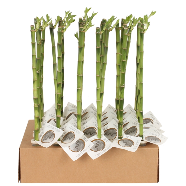 <h4>Lucky Bamboo Stem Straight 50cm Tube & Karton</h4>