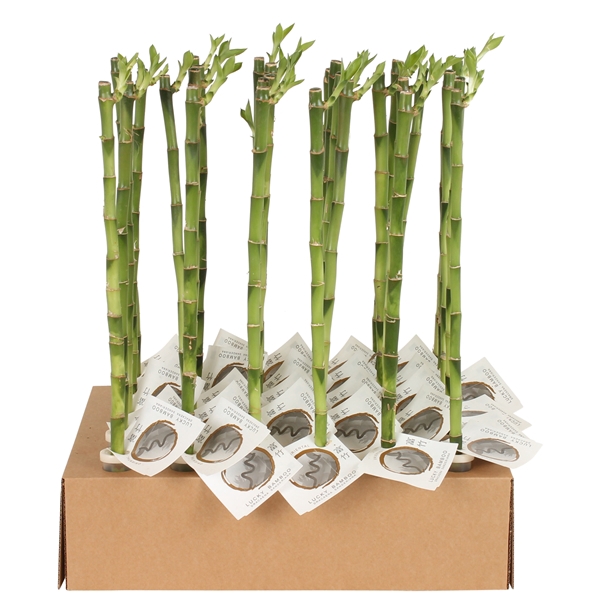 <h4>Lucky Bamboo Stem Straight 50cm in Tube & Karton Tray</h4>