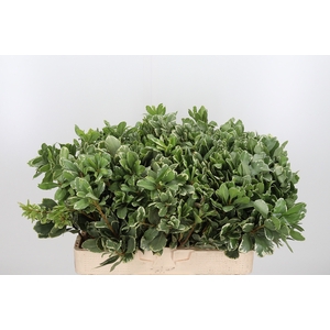 Pittosporum Ilan