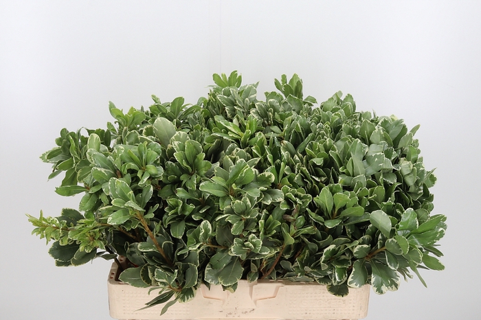<h4>Pittosporum Ilan</h4>