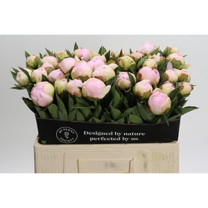 Paeonia Florence Nicholls