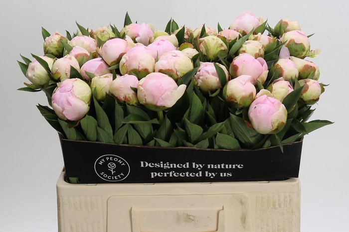 Paeonia Florence Nicholls