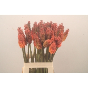 Kniphofia Alcazar