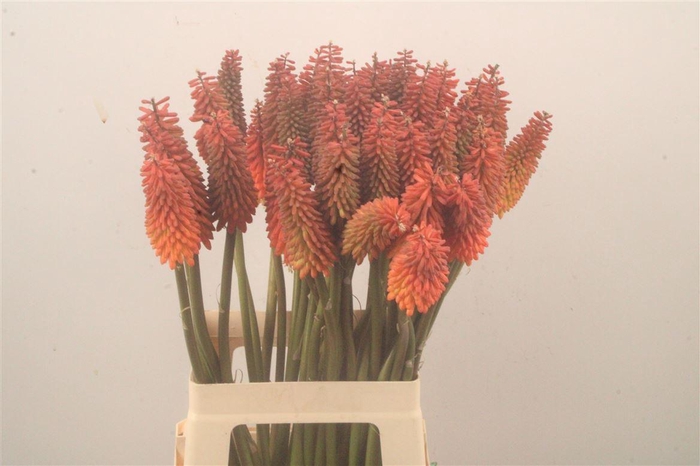 <h4>Kniphofia Alcazar</h4>