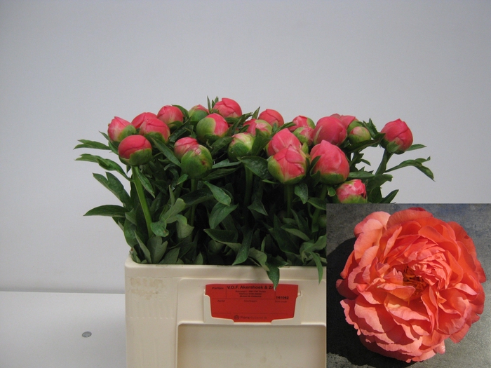 <h4>PAEO  CORAL CHARM</h4>