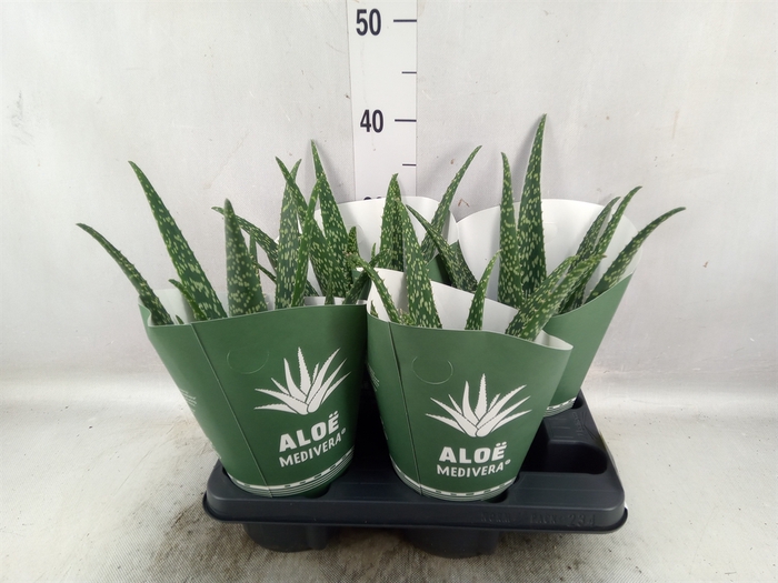 <h4>Aloe  'Tropical'</h4>