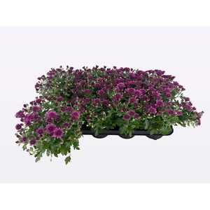 CHRY PARAD PURPLE