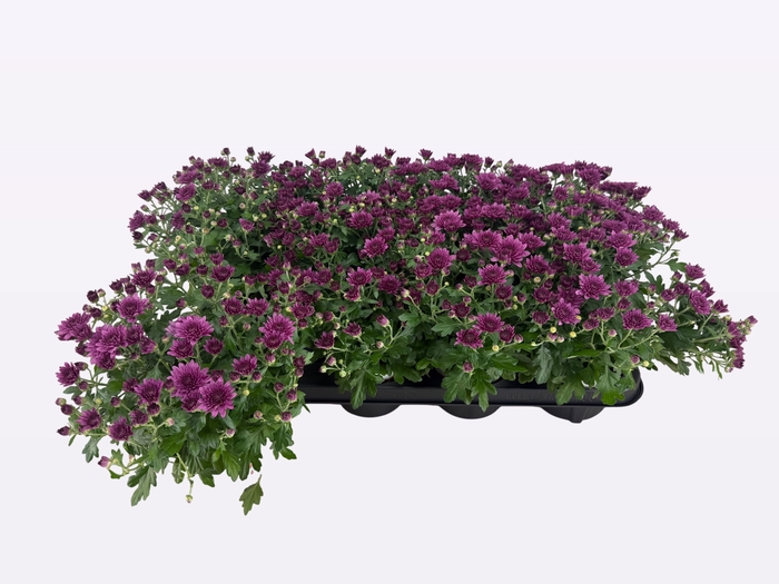 <h4>CHRY PARAD PURPLE</h4>