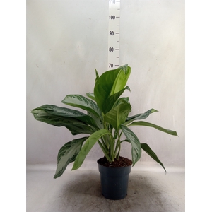 Aglaonema  'Silver Bay'