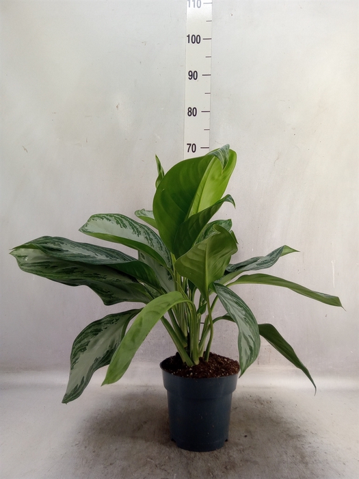 <h4>Aglaonema  'Silver Bay'</h4>