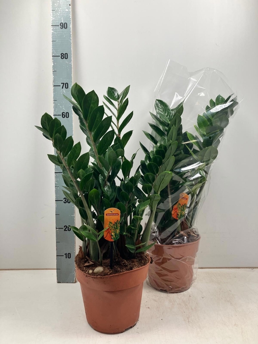 <h4>ZAMIO ZAMIIFOLIA</h4>