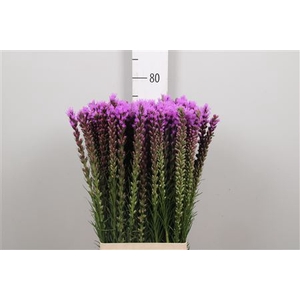 Liatris Spicata