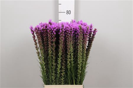 <h4>Liatris Spicata</h4>