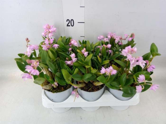 <h4>Orchideeen   ...mix</h4>