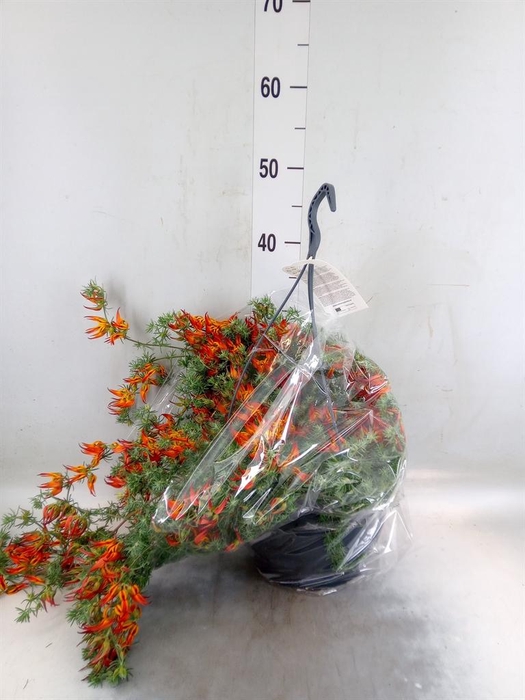 <h4>Lotus corniculatus</h4>