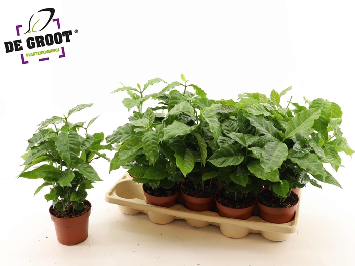 <h4>COFFEA ARABICA</h4>