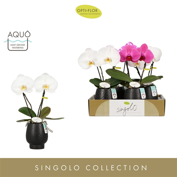 <h4>Singolo & Co Mix in Abruzzo Black Aquo</h4>