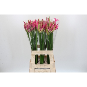 Nerine Candy Crush