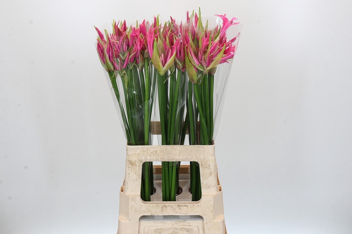 Nerine Candy Crush
