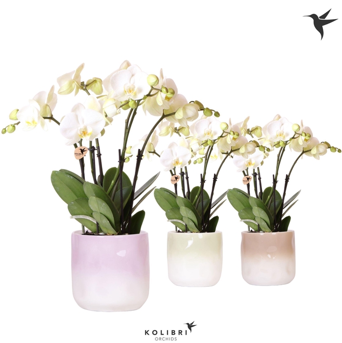<h4>Kolibri Orchids Phalaenopsis Ghent 4spike in Gradience pot mix</h4>