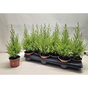 Cupressus macrocarpa 'Goldcrest Wilma'