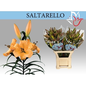 LI OT SALTARELLO