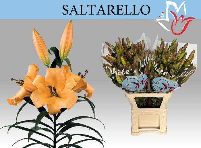 <h4>LI OT SALTARELLO</h4>