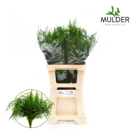 <h4>Snijgroen Asp mix 3 varietys 50cm</h4>