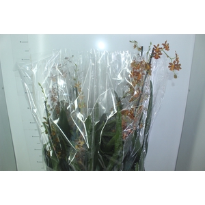 ORQUIDEA CATATANTE LOS ROBLES P15 PREMIUM