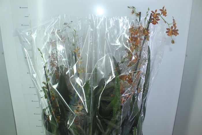 <h4>ORQUIDEA CATATANTE LOS ROBLES P15 PREMIUM</h4>