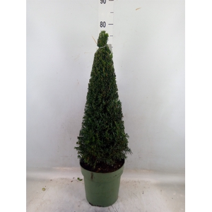 Taxus   ...