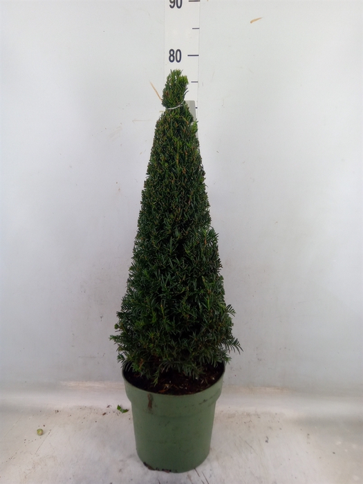 <h4>Taxus   ...</h4>