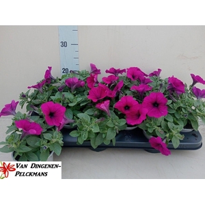 PET PURPLE SURFI