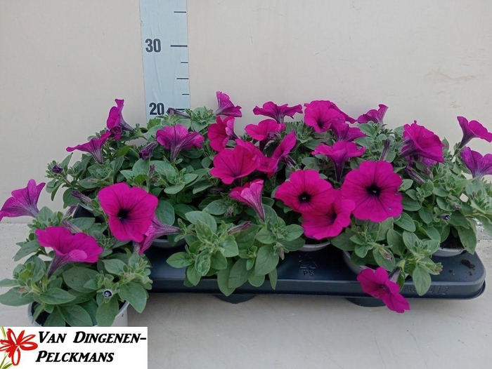 <h4>PET PURPLE SURFI</h4>