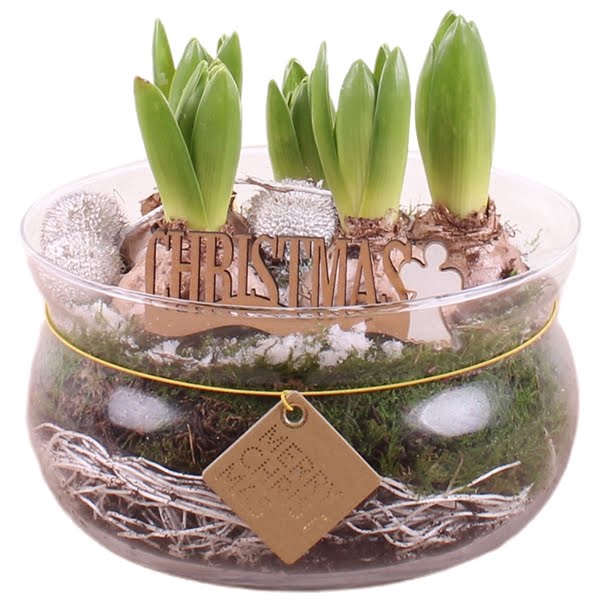 <h4>Christmas Arr.Hyacint Glass Bowl with Rope Ø20cm 5PP</h4>