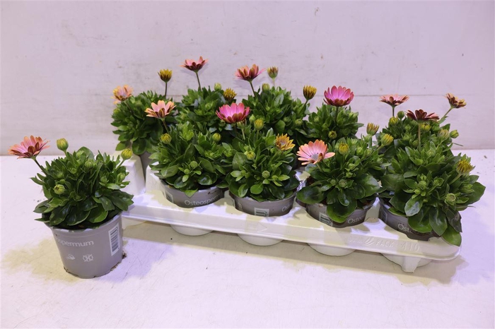 <h4>Osteo Senori Rosita</h4>