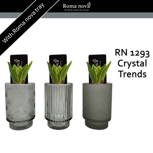 Hya Rom 1293 Crystal Trends