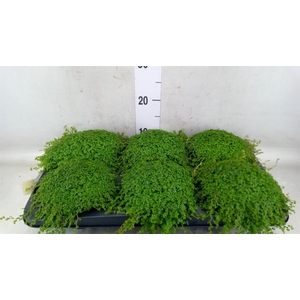 Soleirolia soleirolii   ...green