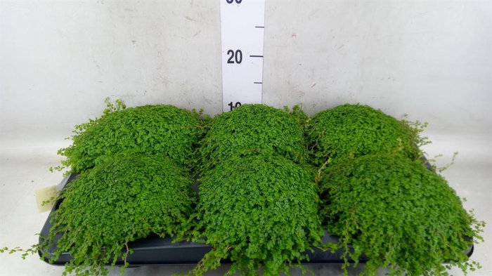 <h4>Soleirolia soleirolii ...green</h4>