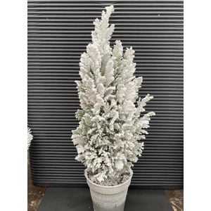 Chamaecyparis law. Ellwoodii sneeuw