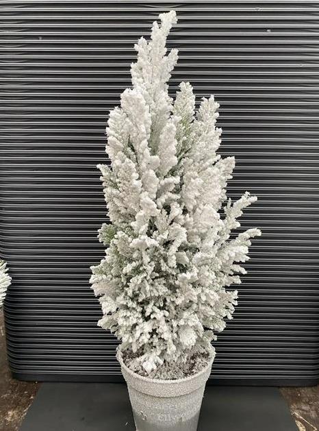 <h4>Chamaecyparis law. Ellwoodii sneeuw</h4>