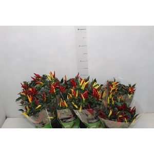 PIMENTA DEDO DE MOCA P14