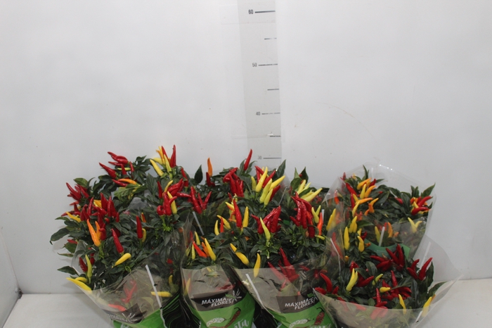 <h4>PIMENTA DEDO DE MOCA P14</h4>