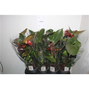 Anthu Fl Tranquillo 3+