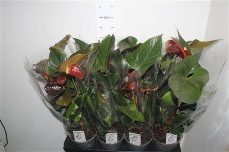 Anthu Fl Tranquillo 3+