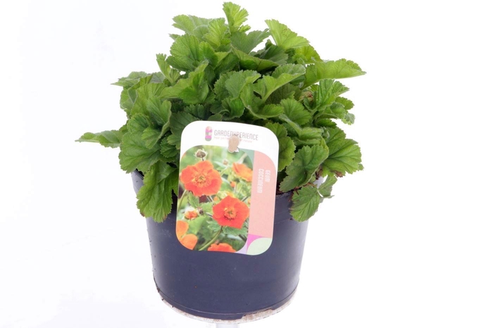 <h4>Geum coccineum Tosai Orange</h4>