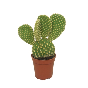 Opuntia microdasys var. Pallida