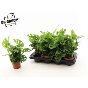 Monstera Obliqua (Leichtlinii) 12Ø 30cm 3pp