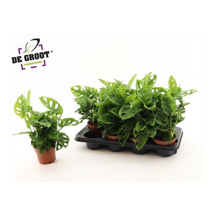 <h4>Monstera Obliqua (Leichtlinii) 12Ø 30cm 3pp</h4>
