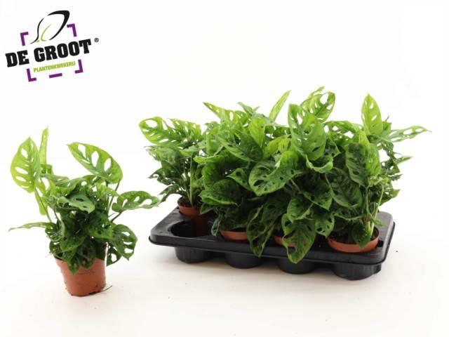 Monstera Obliqua (Leichtlinii) 12Ø 30cm 3pp